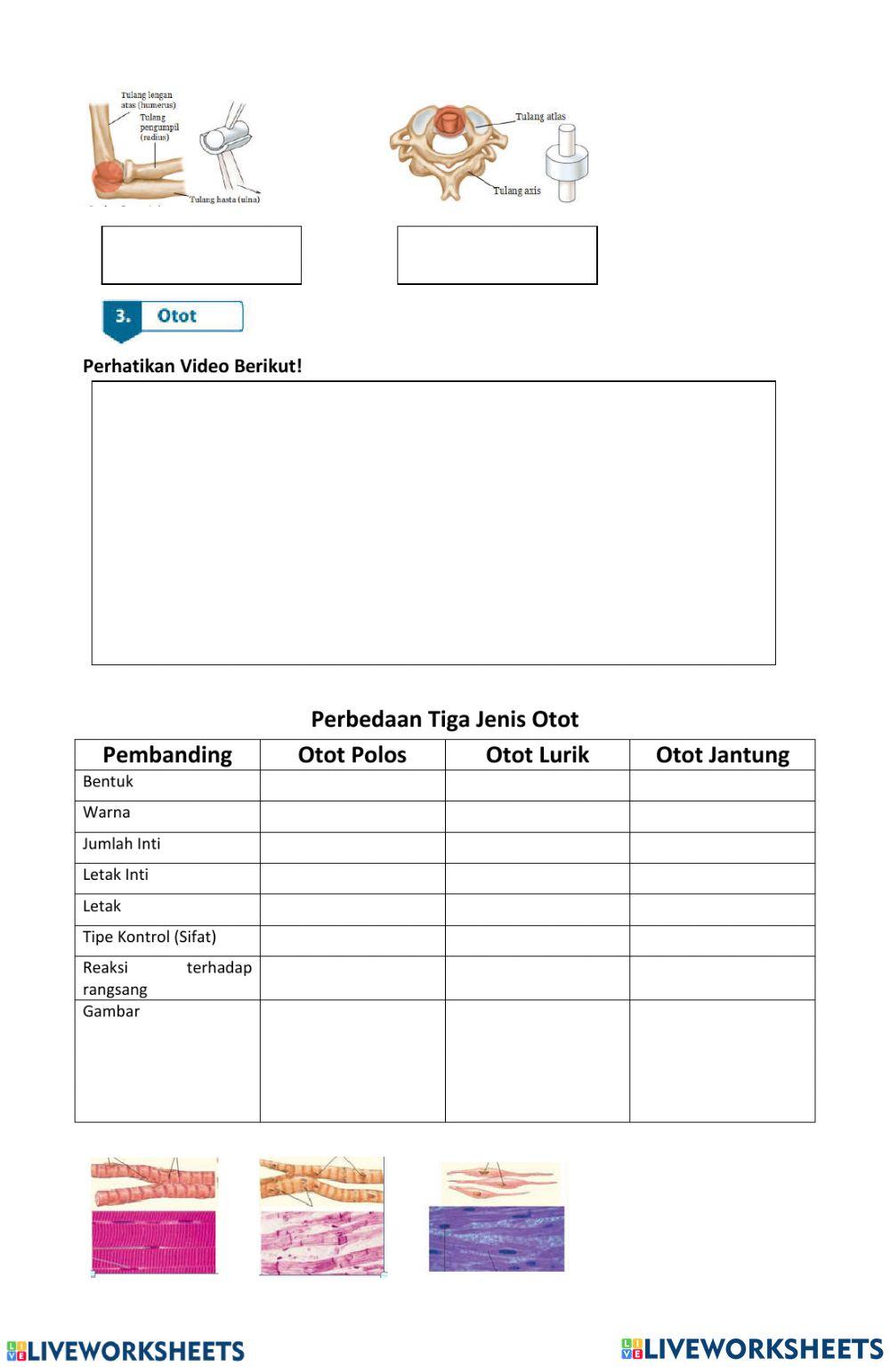 Lkpd interaktif kd 3.1 alat gerak pada manusia