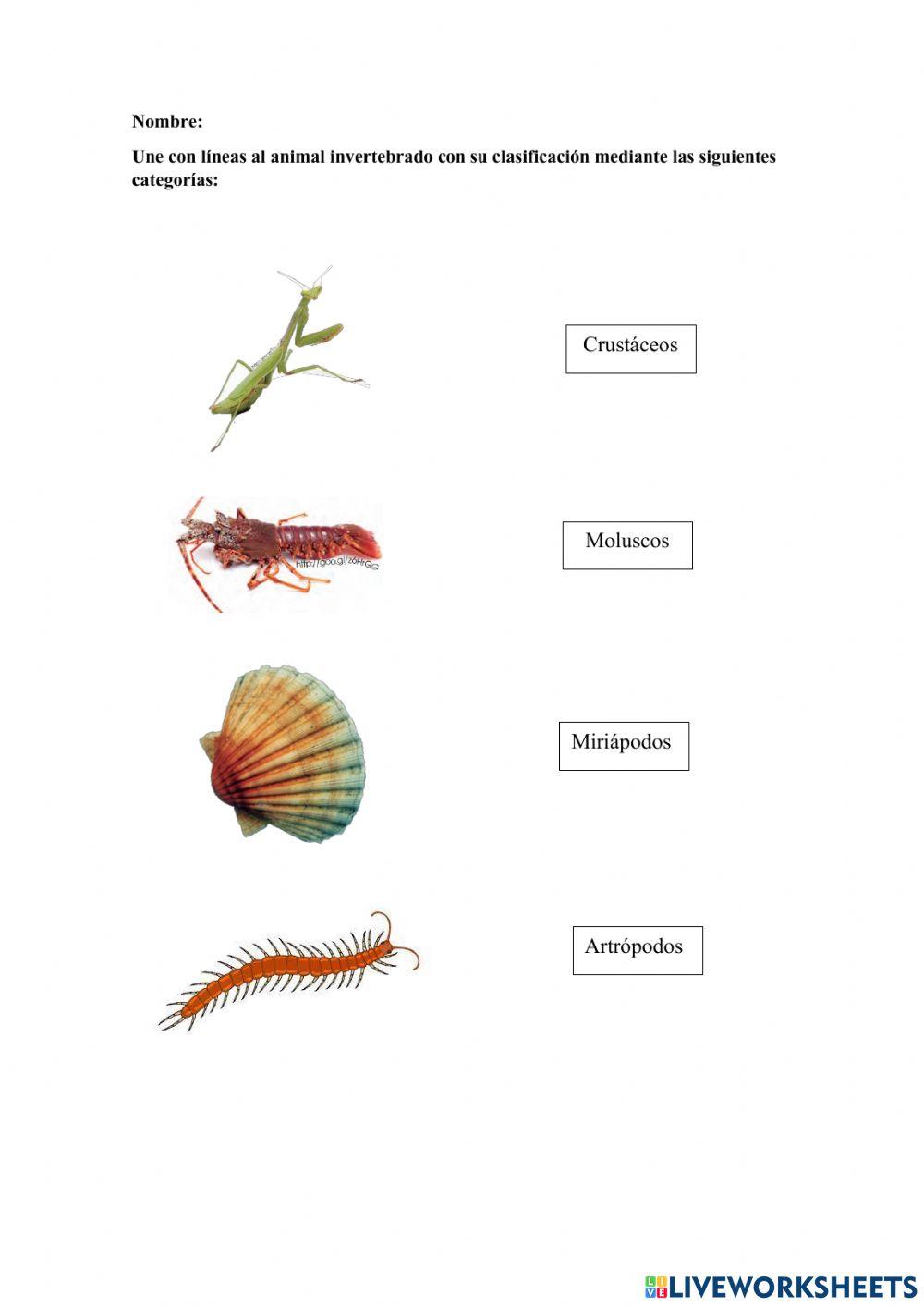 Animales Invertebrados