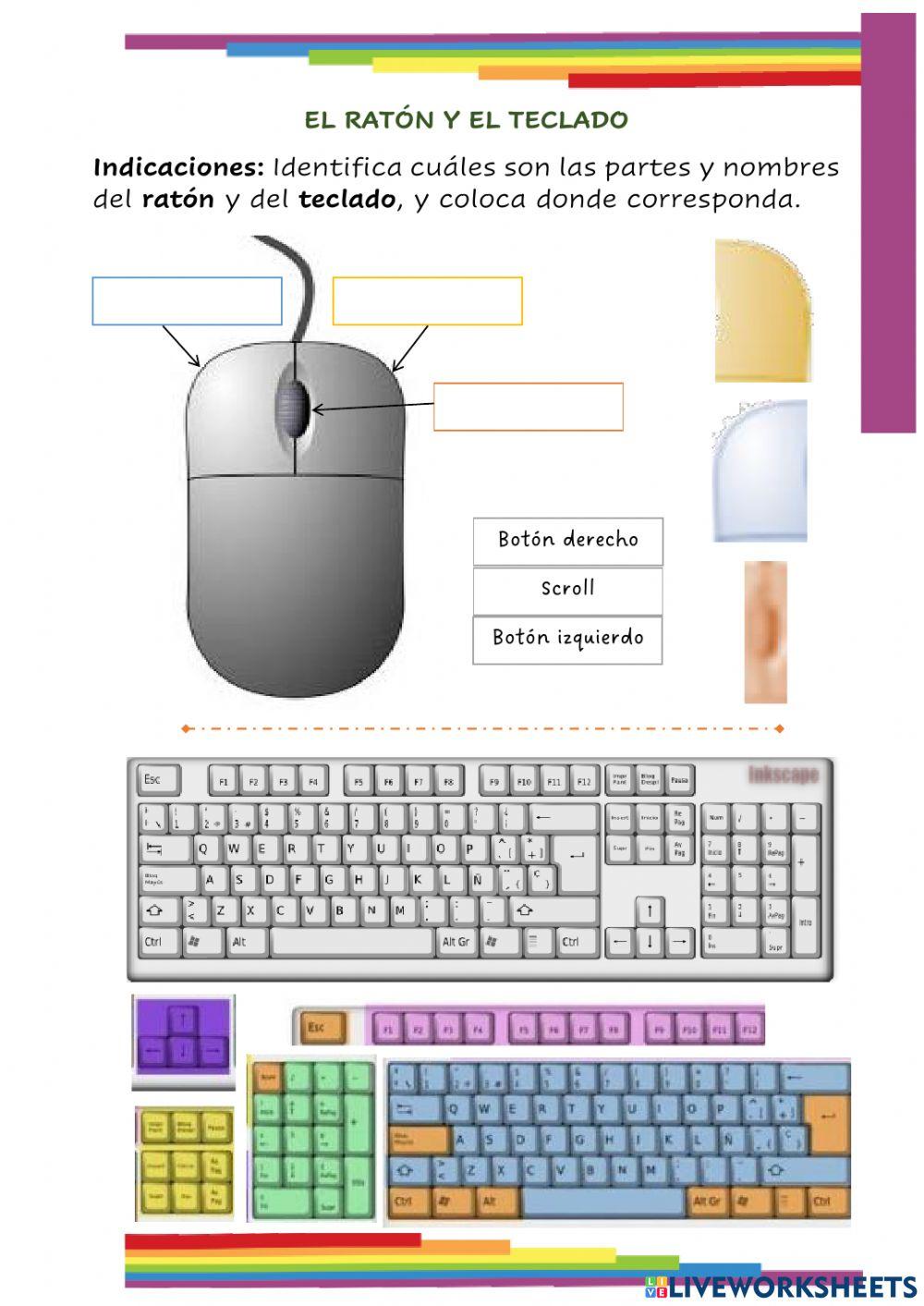 Partes del ratón y del teclado.