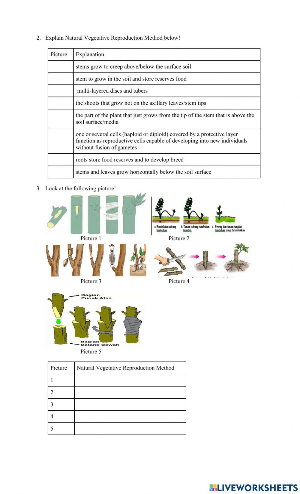 5353435-activity-1-natural-and-artificial-vegetative