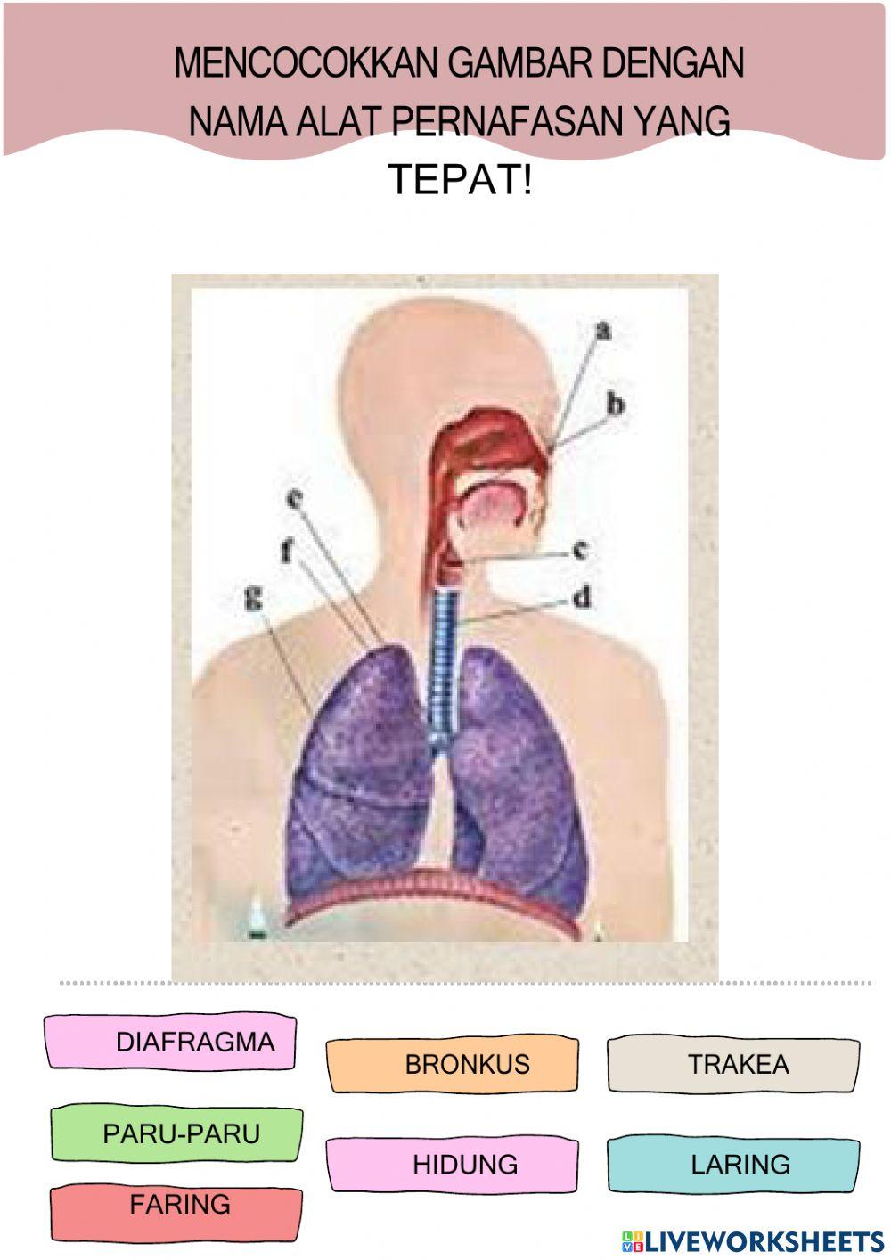 LKPD Tema 2, Subtema 3, Pembelajaran 1