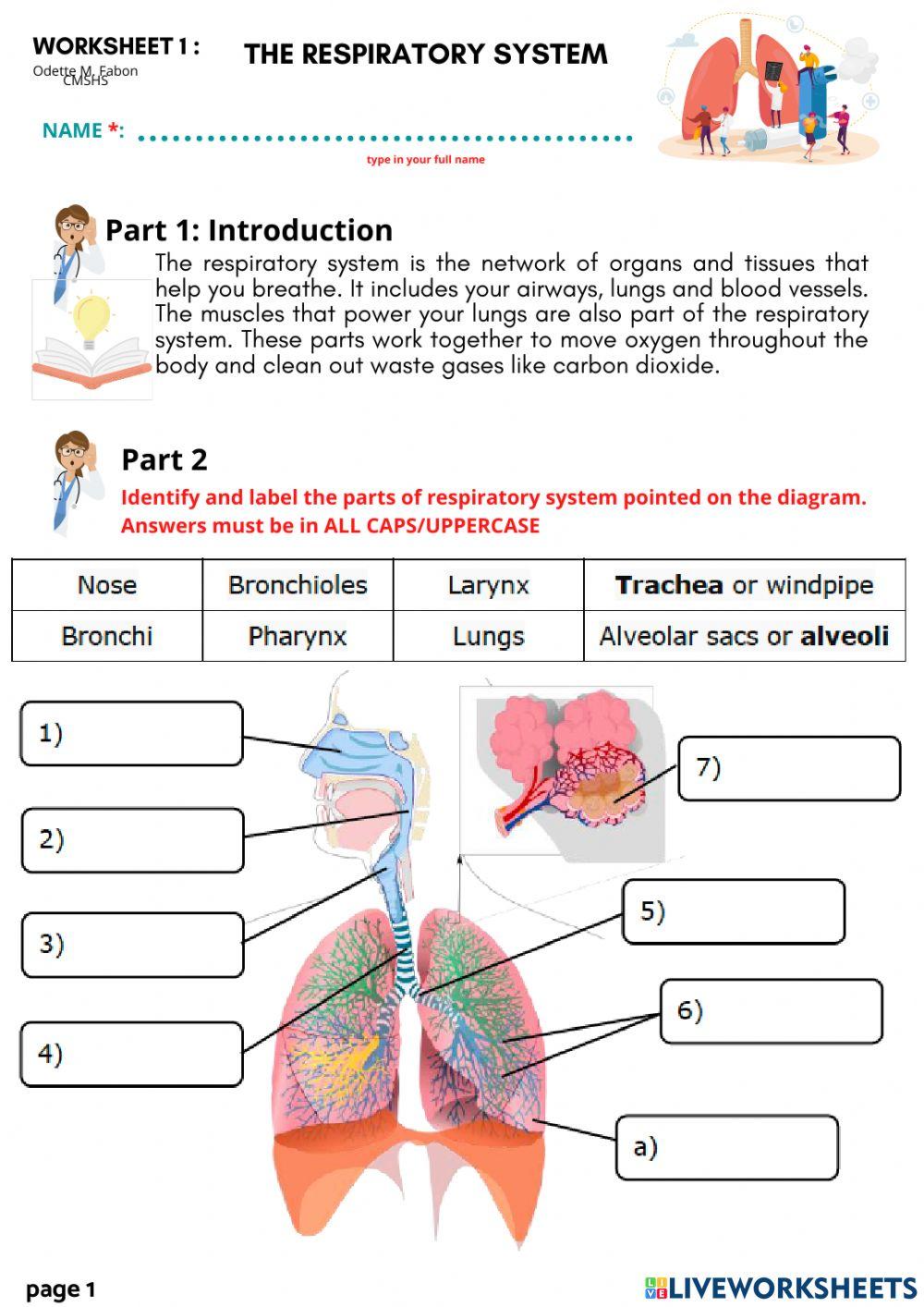WORKSHEET 1: THE RESPIRATORY SYSTEM