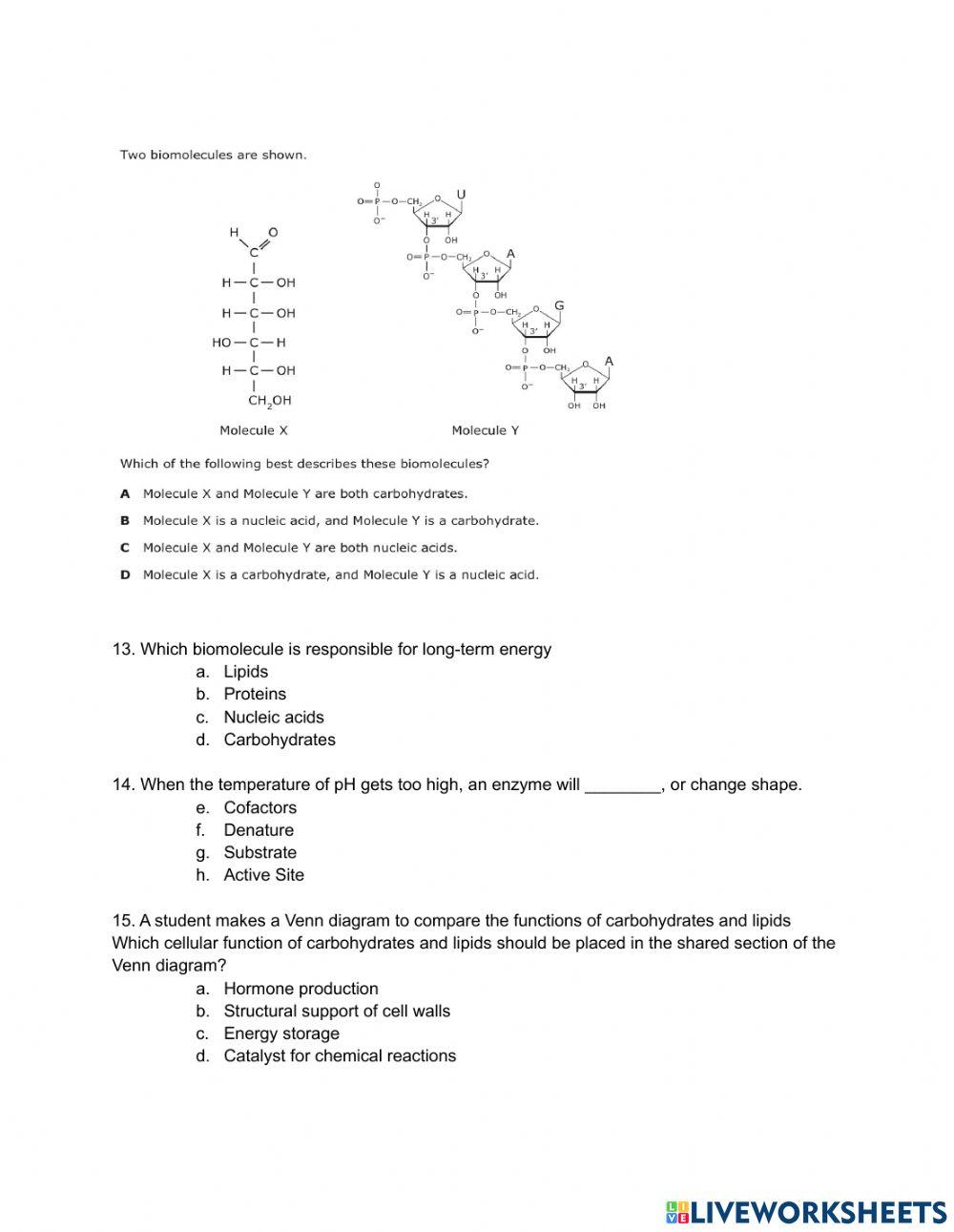 Biomolecules and Enzymes Quiz