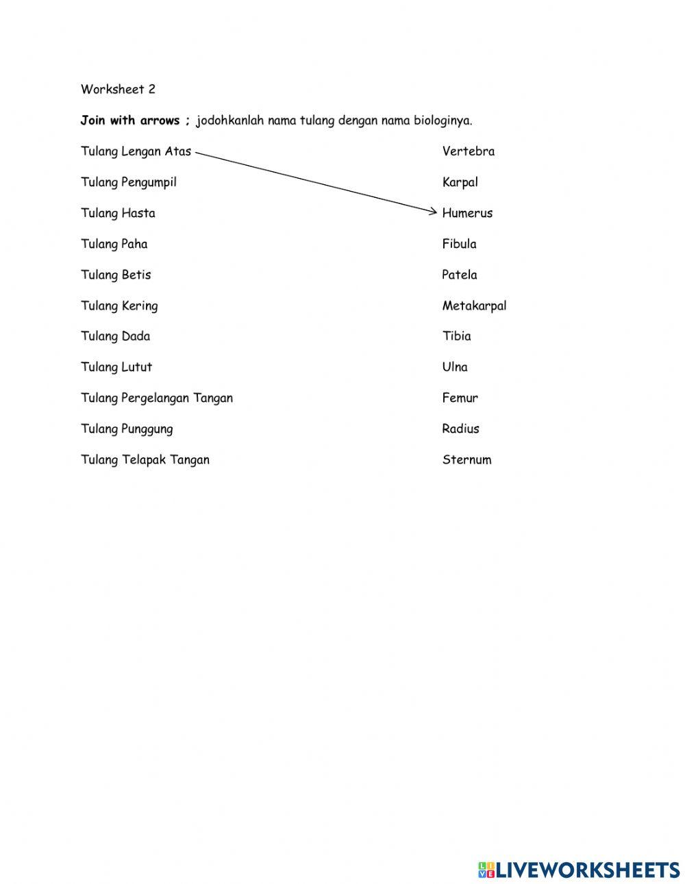 Menjodohkan Nama Tulang