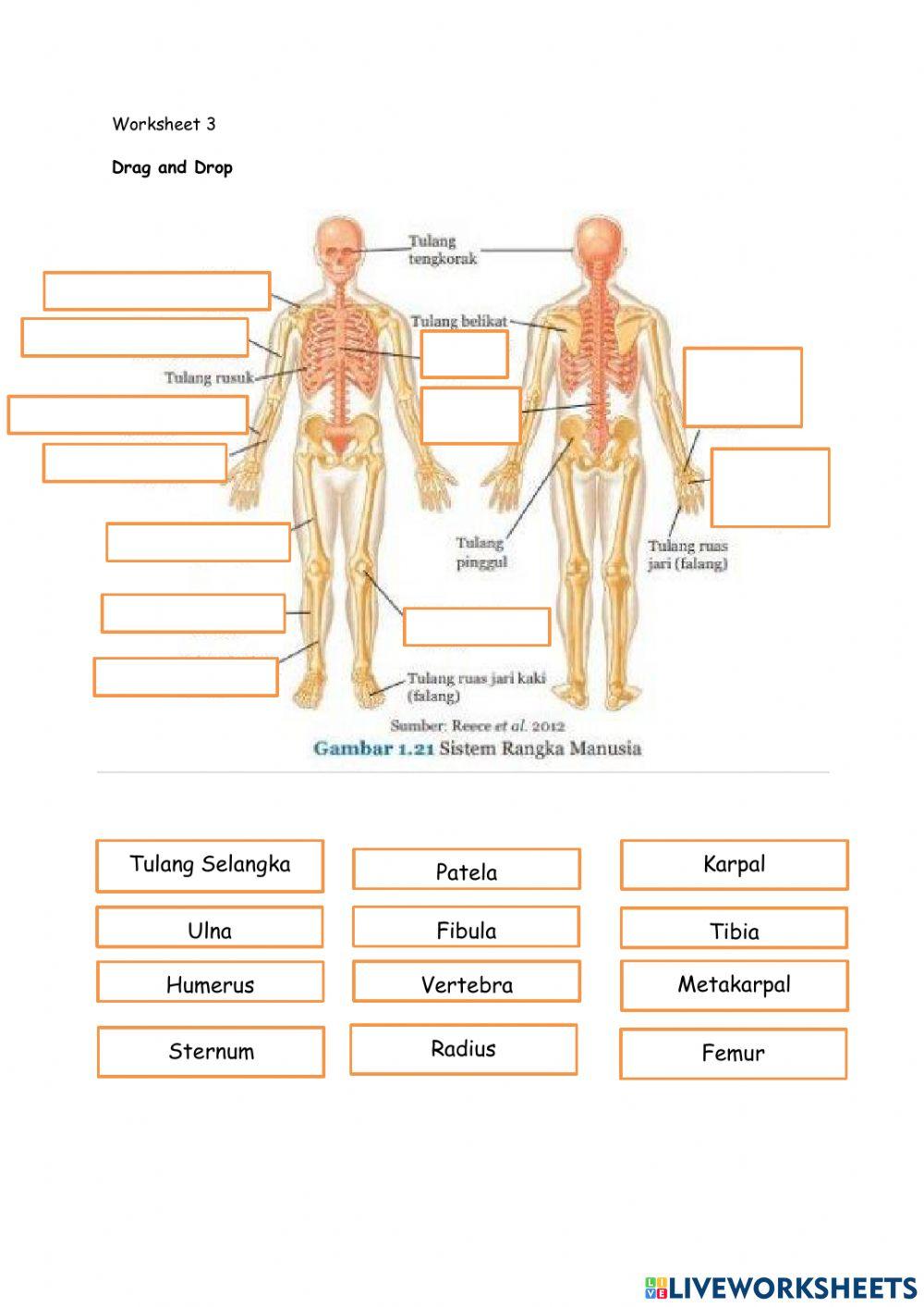 Rangka Manusia - keni