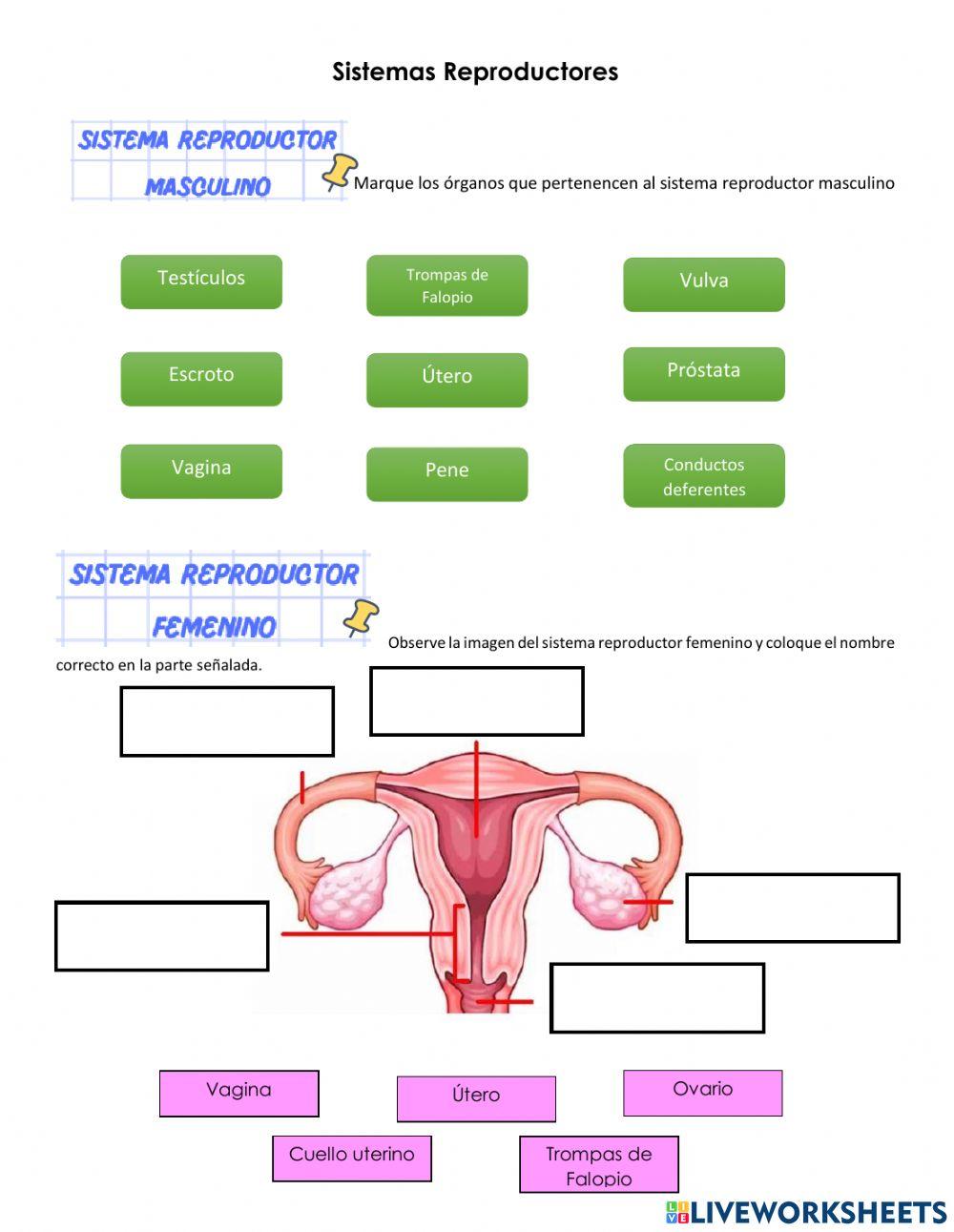 Sistemas Reproductores