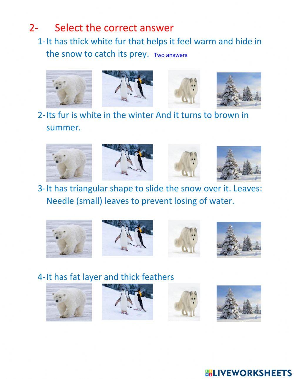 Polar animals Polar animals