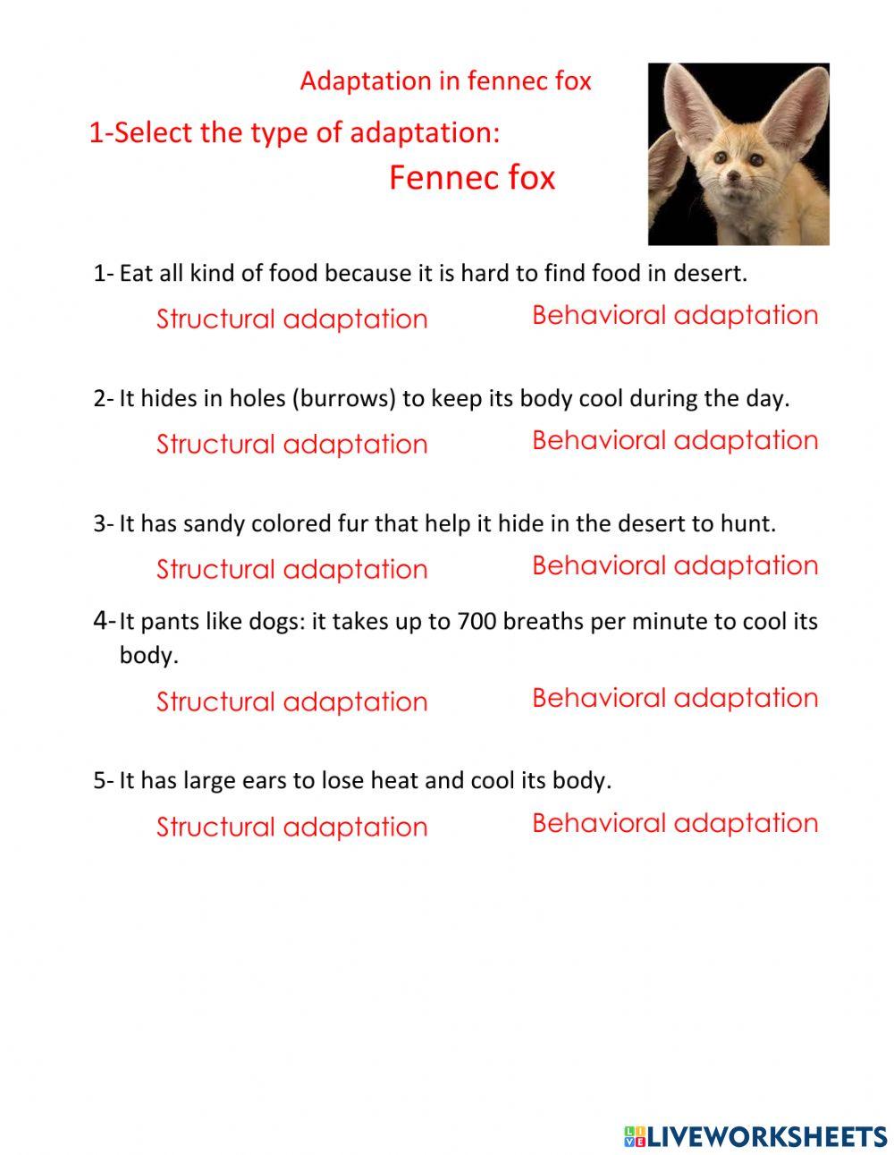 Fennec fox