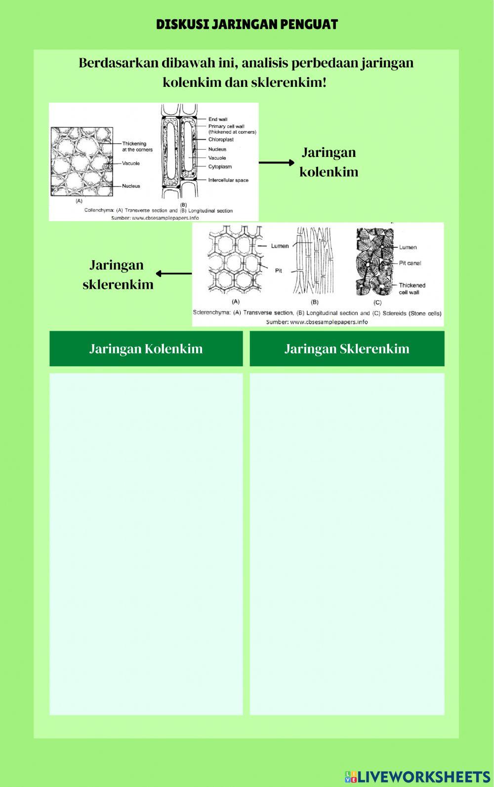 E-LKPD JARINGAN DEWASA TUMBUHAN