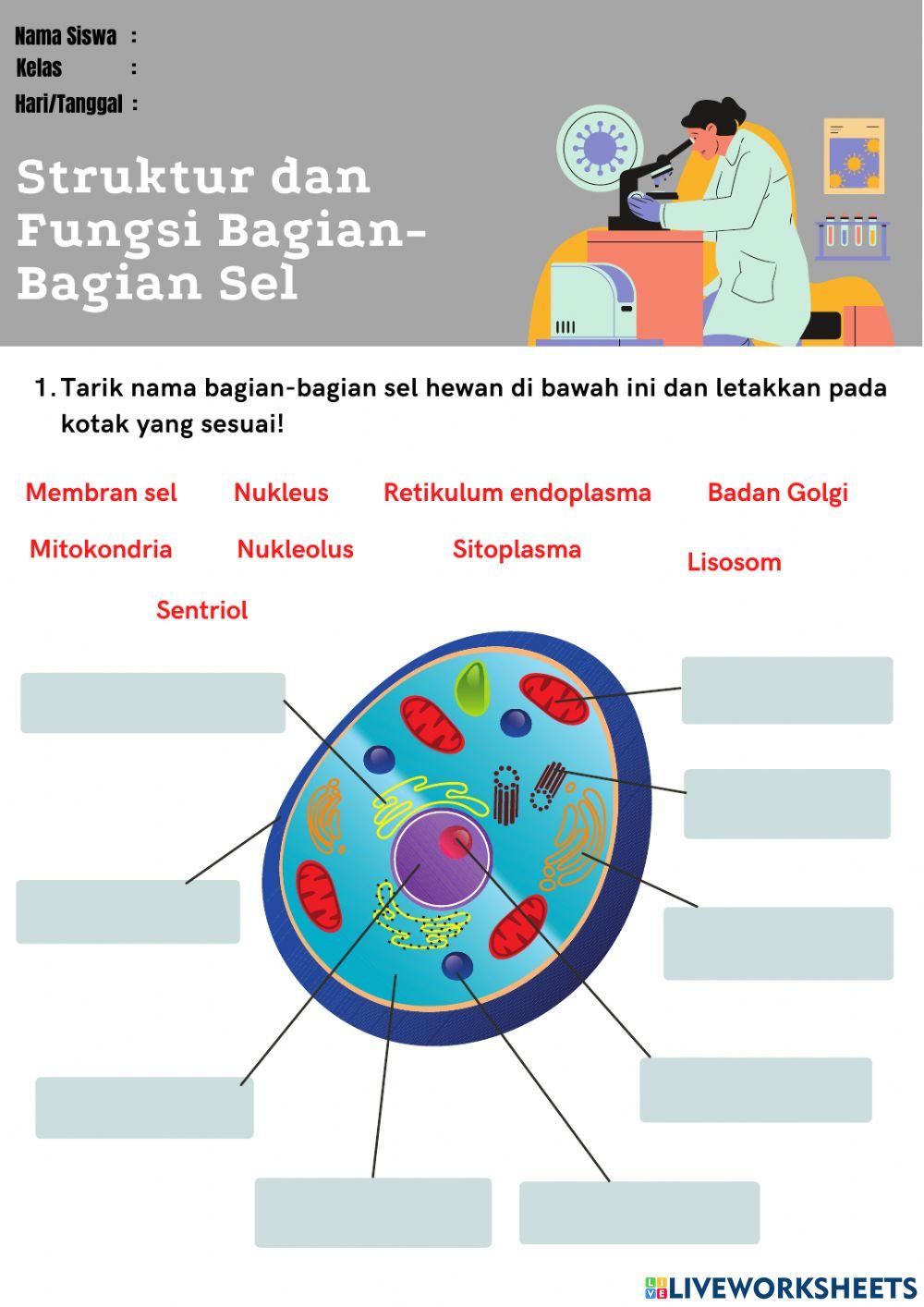 Struktur dan Fungsi Bagian-Bagian Tumbuhan