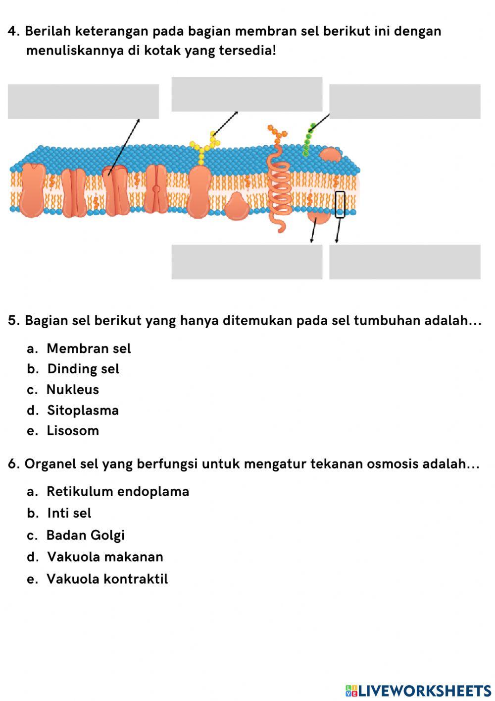 Struktur dan Fungsi Bagian-Bagian Tumbuhan