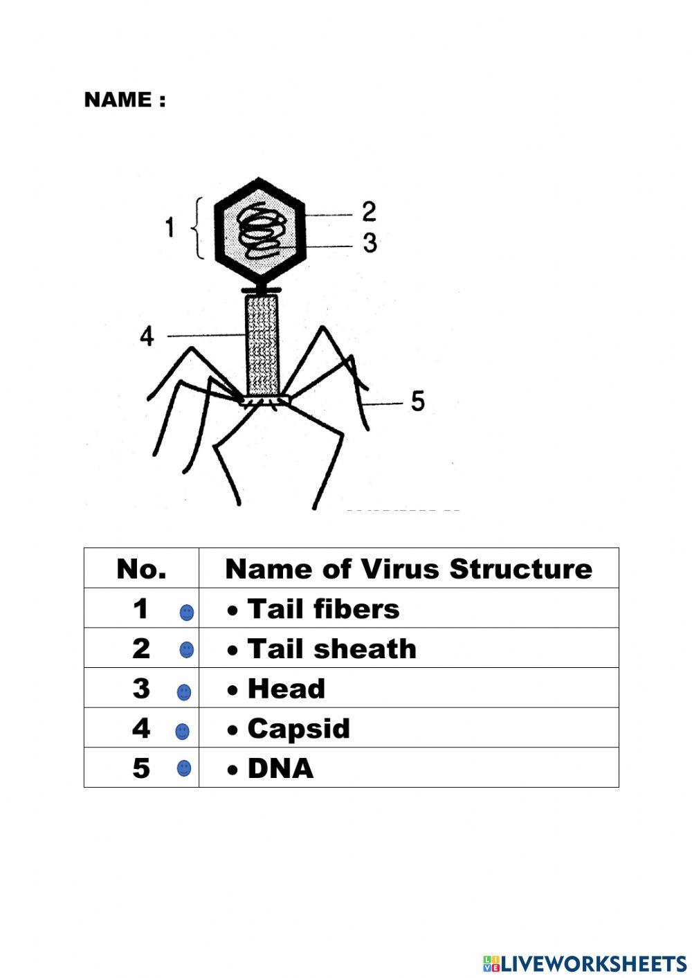 Virus Structure worksheet Live Worksheets