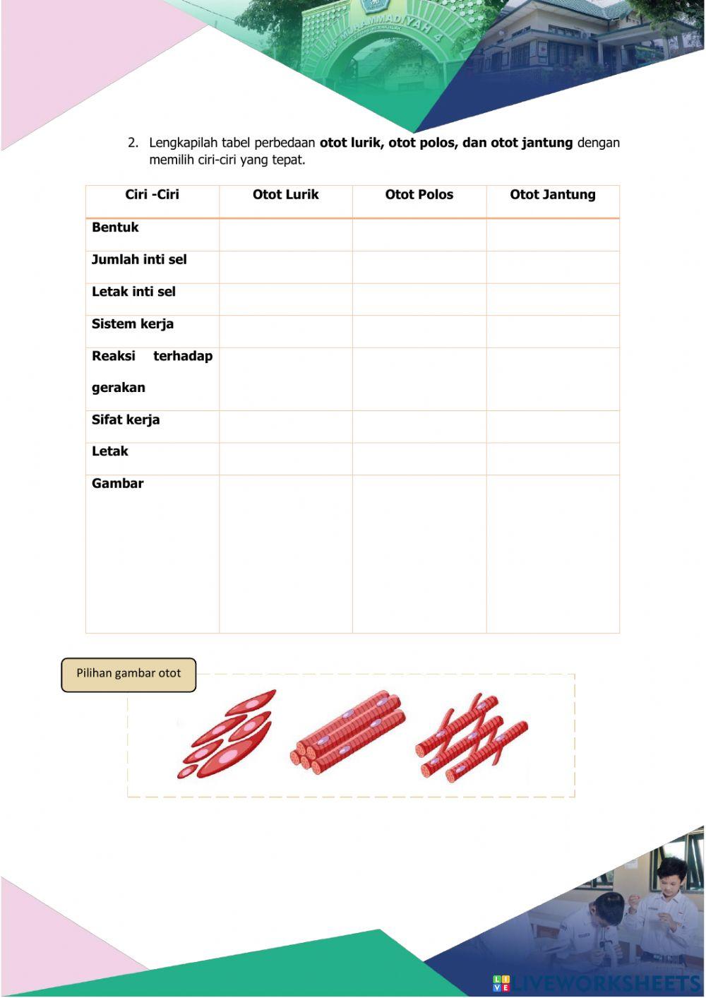 Sistem Gerak Manusia