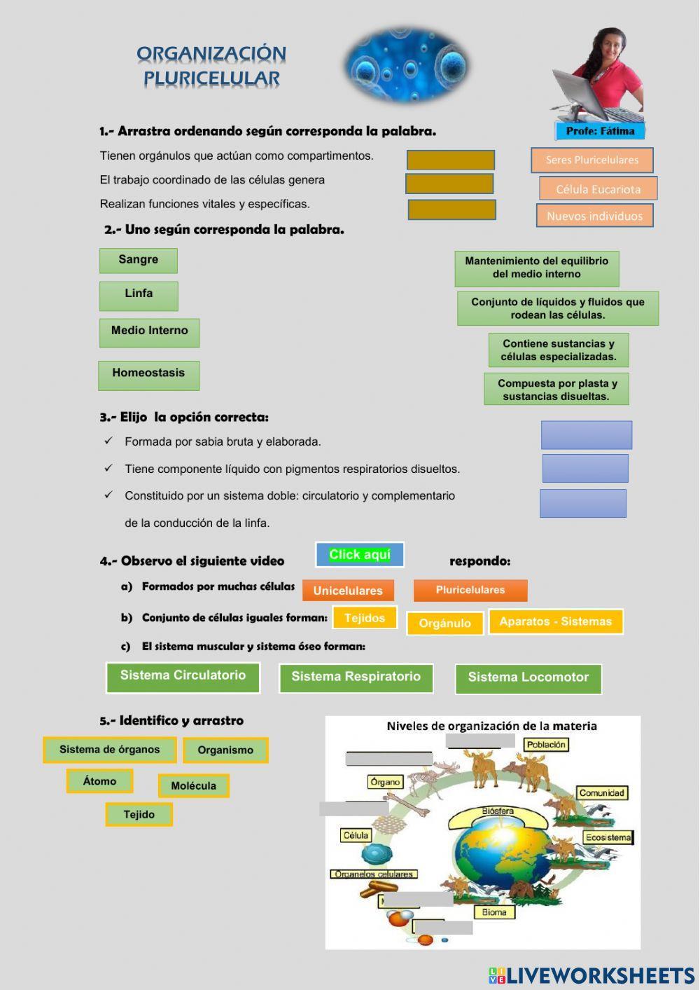 Organización Pluricelular