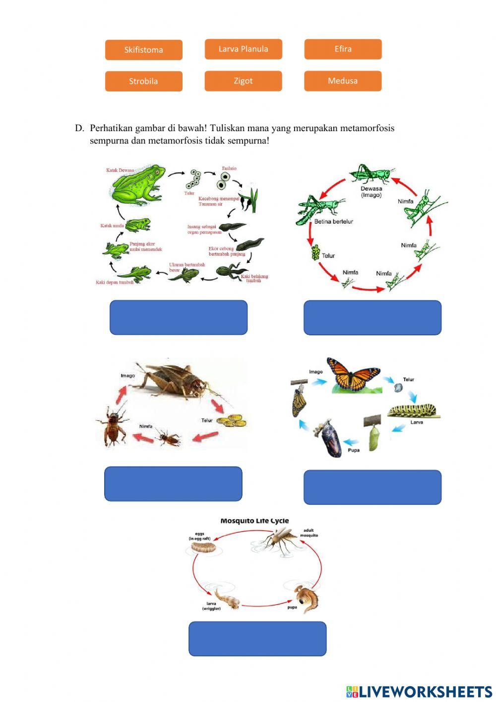 Sistem Reproduksi Hewan