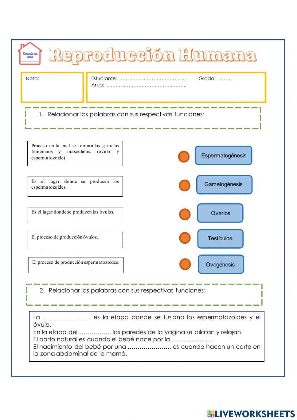 Reproducción humana