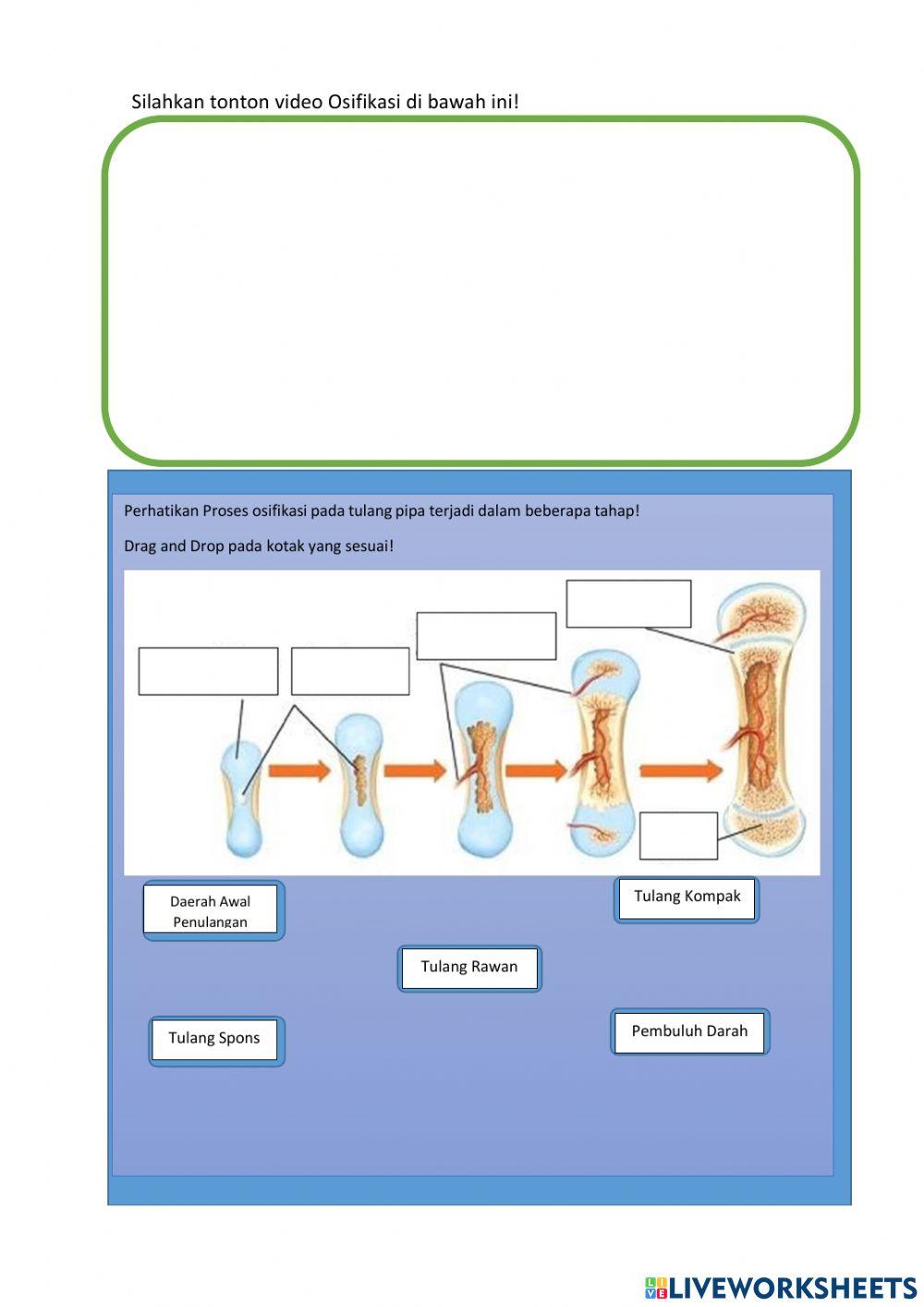 LKPD Sistem Gerak Pada Manusia