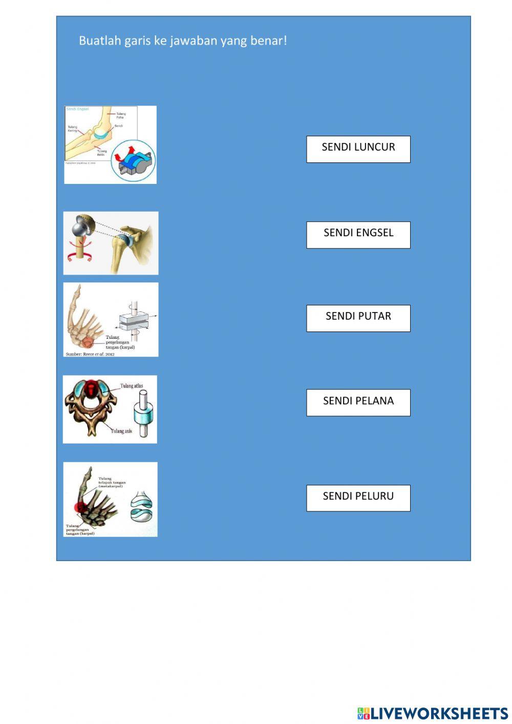 LKPD Sistem Gerak Pada Manusia