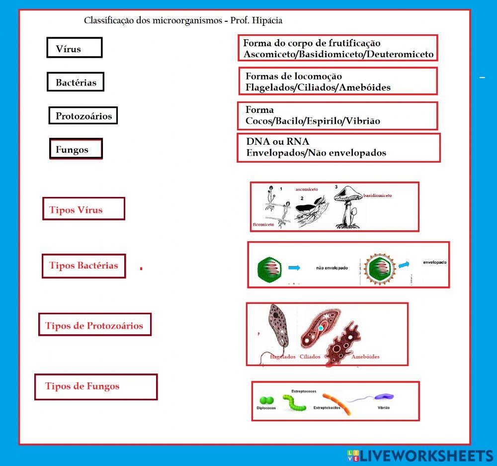 Microorganismos - Critérios de classificação