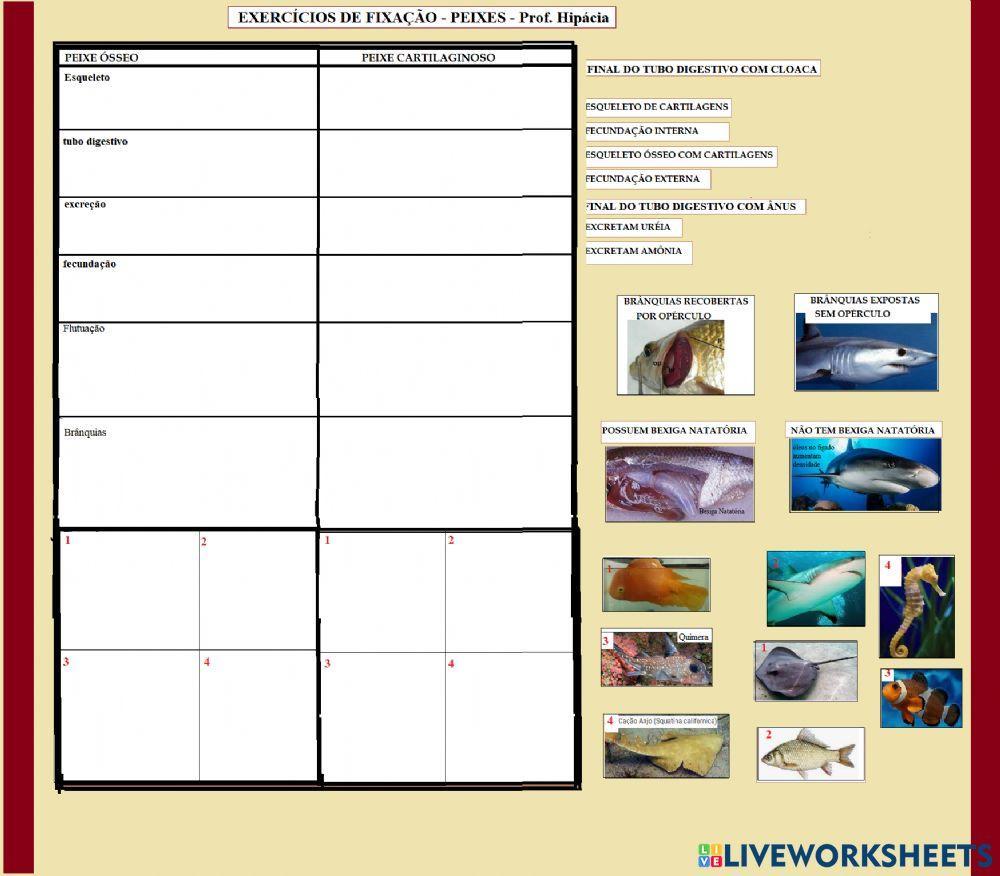 Peixes ósseos e cartilaginosos diferenças