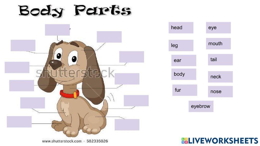 Partes de animales y cuerpo humano