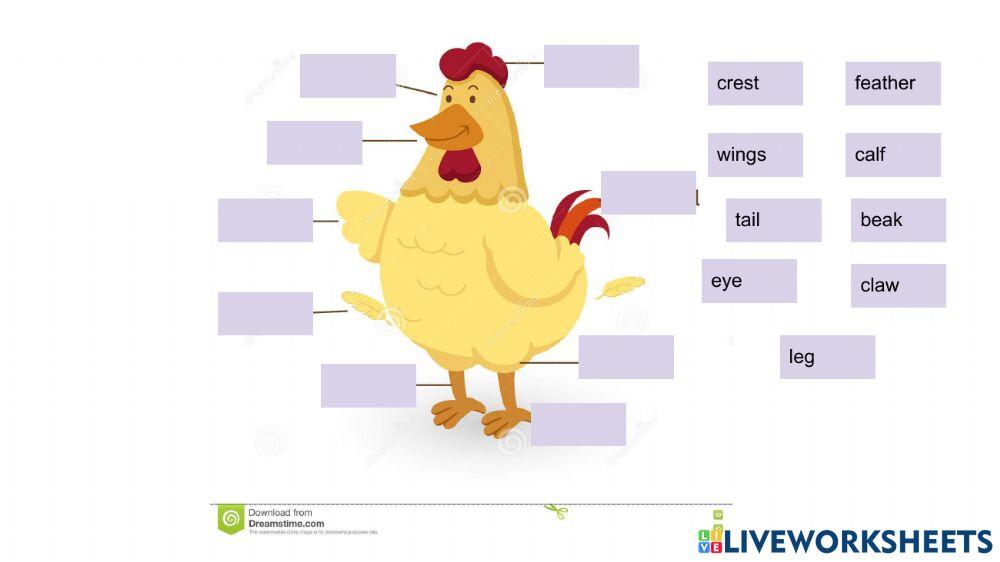 Partes de animales y cuerpo humano