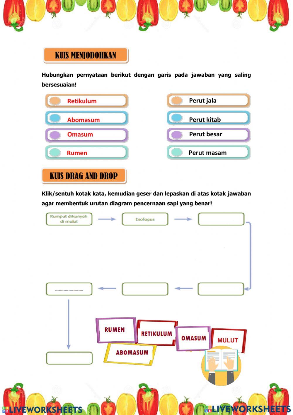 Pencernaan Hewan Ruminansia
