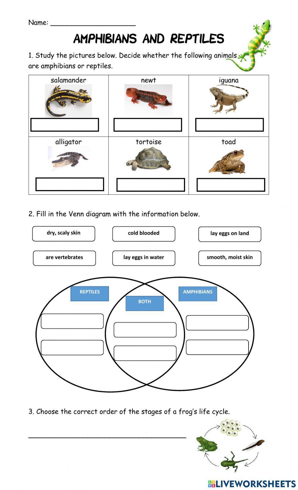 Vertebrates Vertebrates