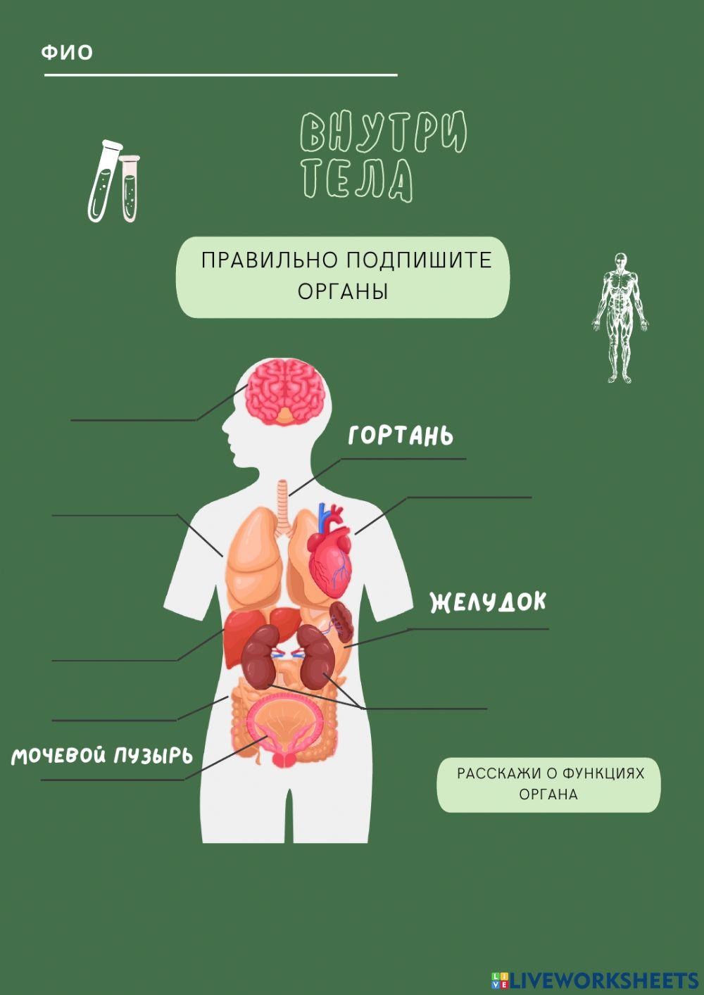 Система органов человека