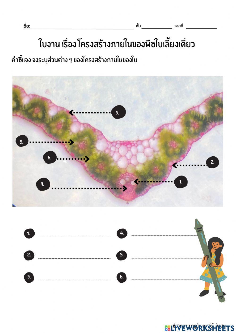 โครงสร้างภายในของใบ