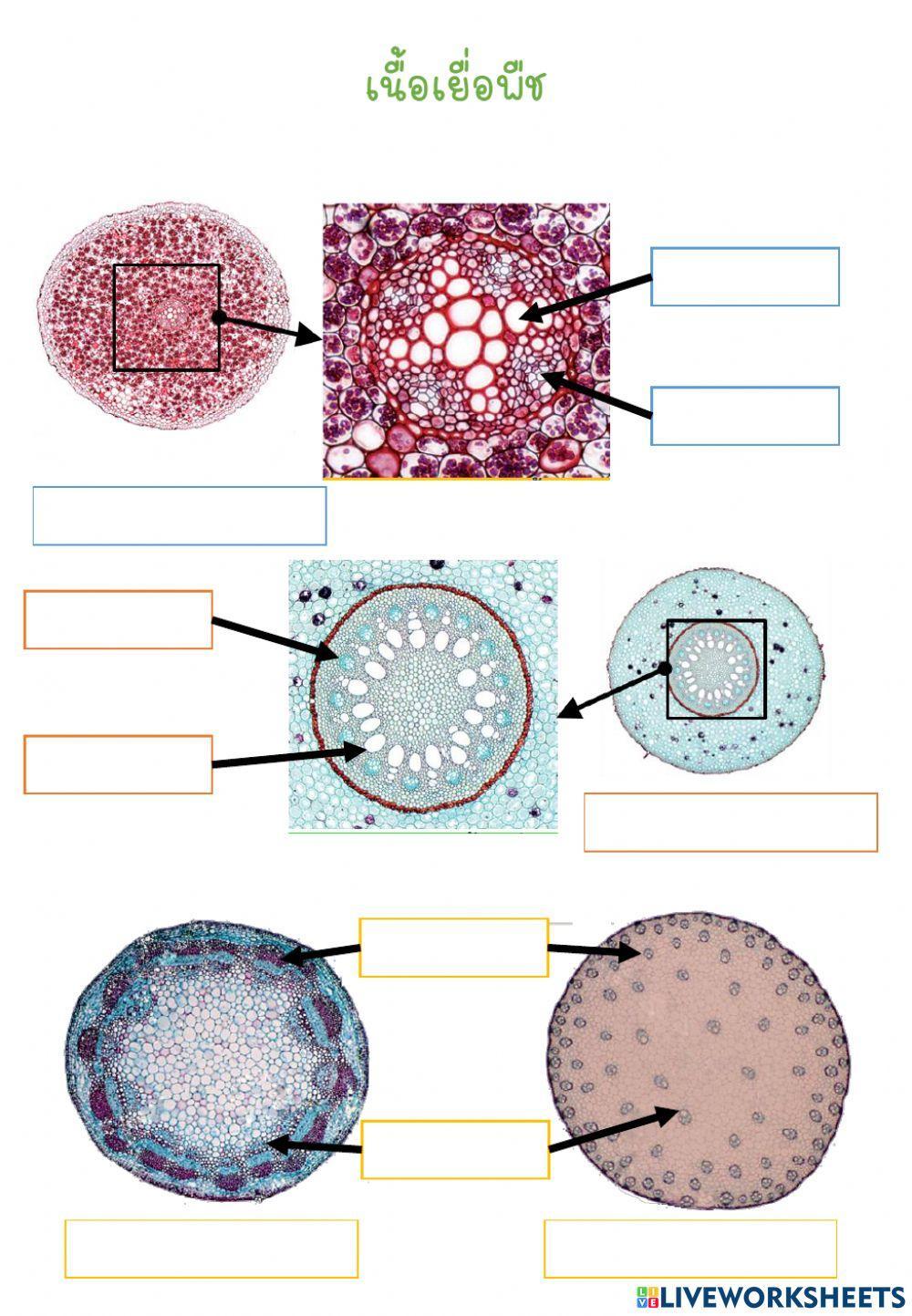 เนื้อเยื่อพืช
