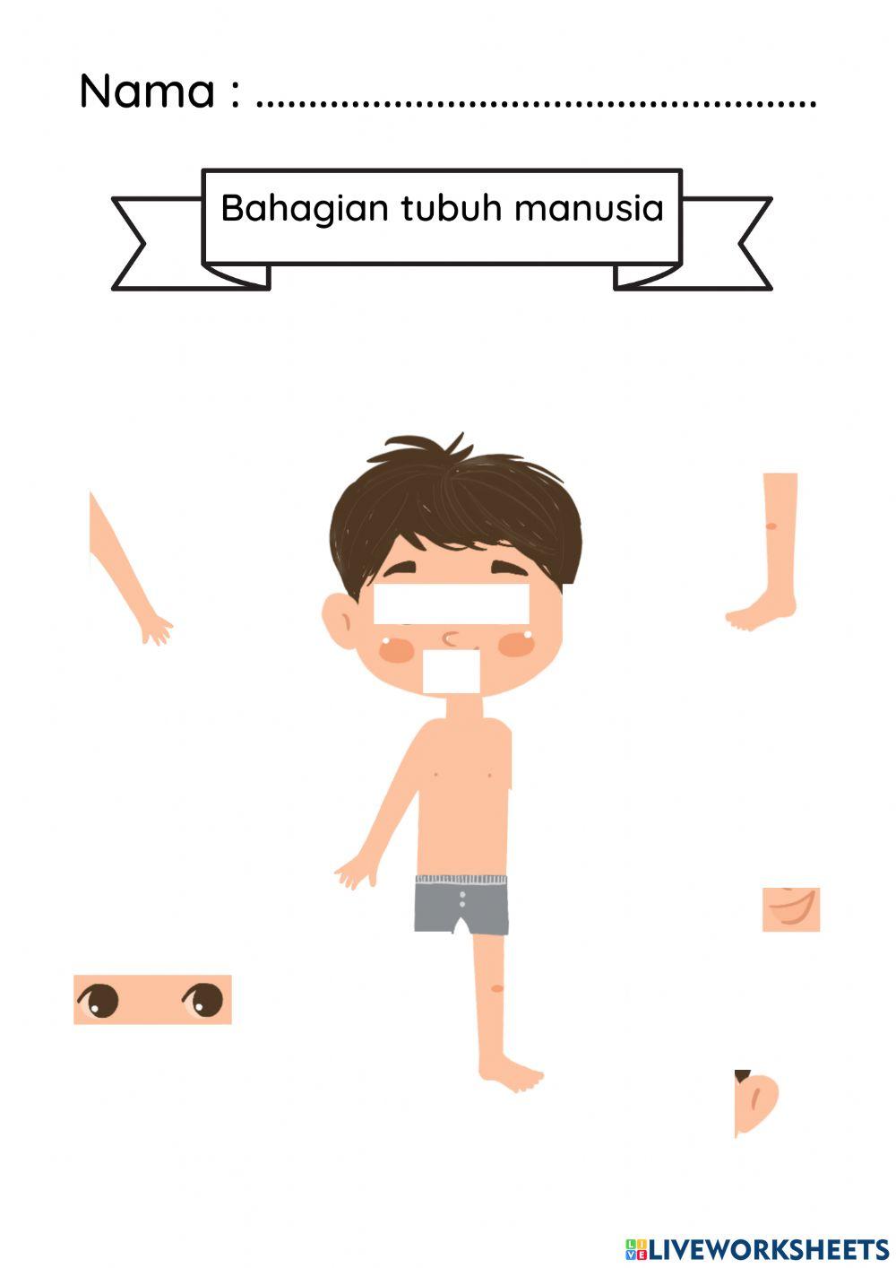 Bahagian Tubuh Manusia Bahagian Tubuh Manusia