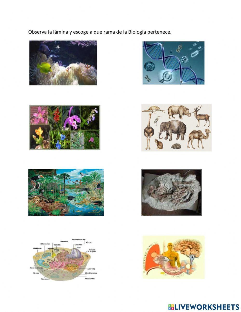 Ramas de la Biologia