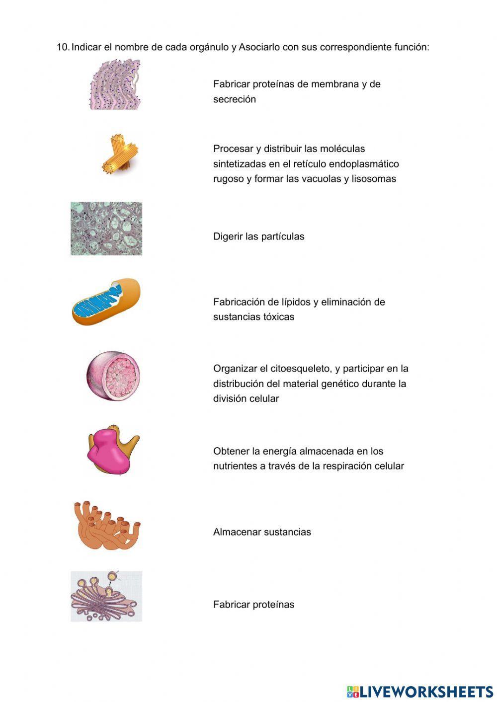 Bioelementos y biomoléculas. La célula animal