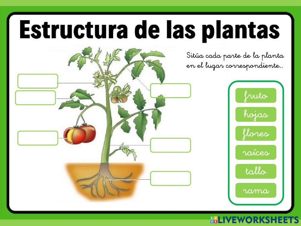 Ciencias sentidos, animales y plantas