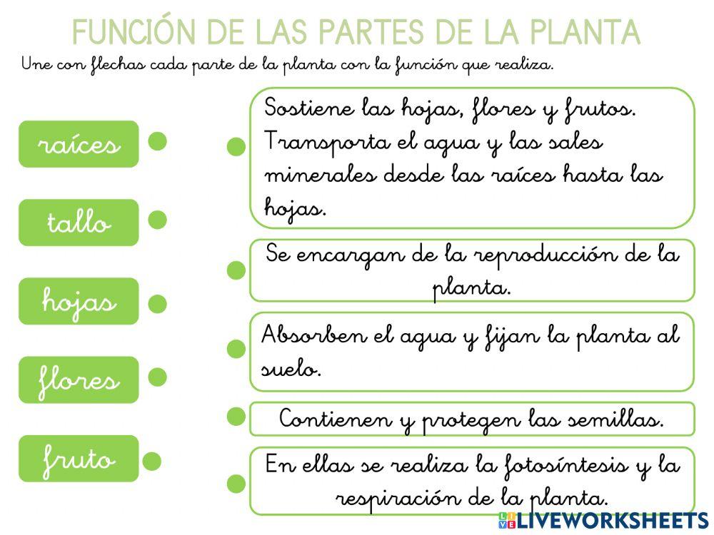 Ciencias sentidos, animales y plantas