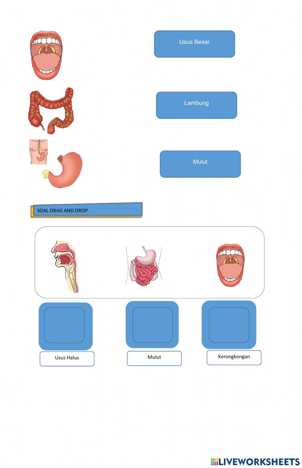 Sistem Pencernaan Manusia interactive activity for 5 | Live Worksheets