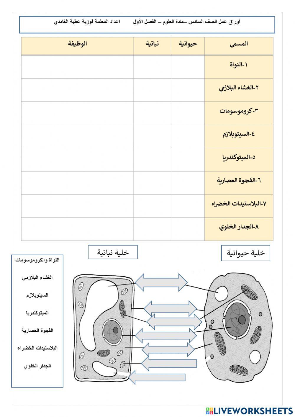 الخلايا النباتية والحيوانية الخلايا النباتية والحيوانية