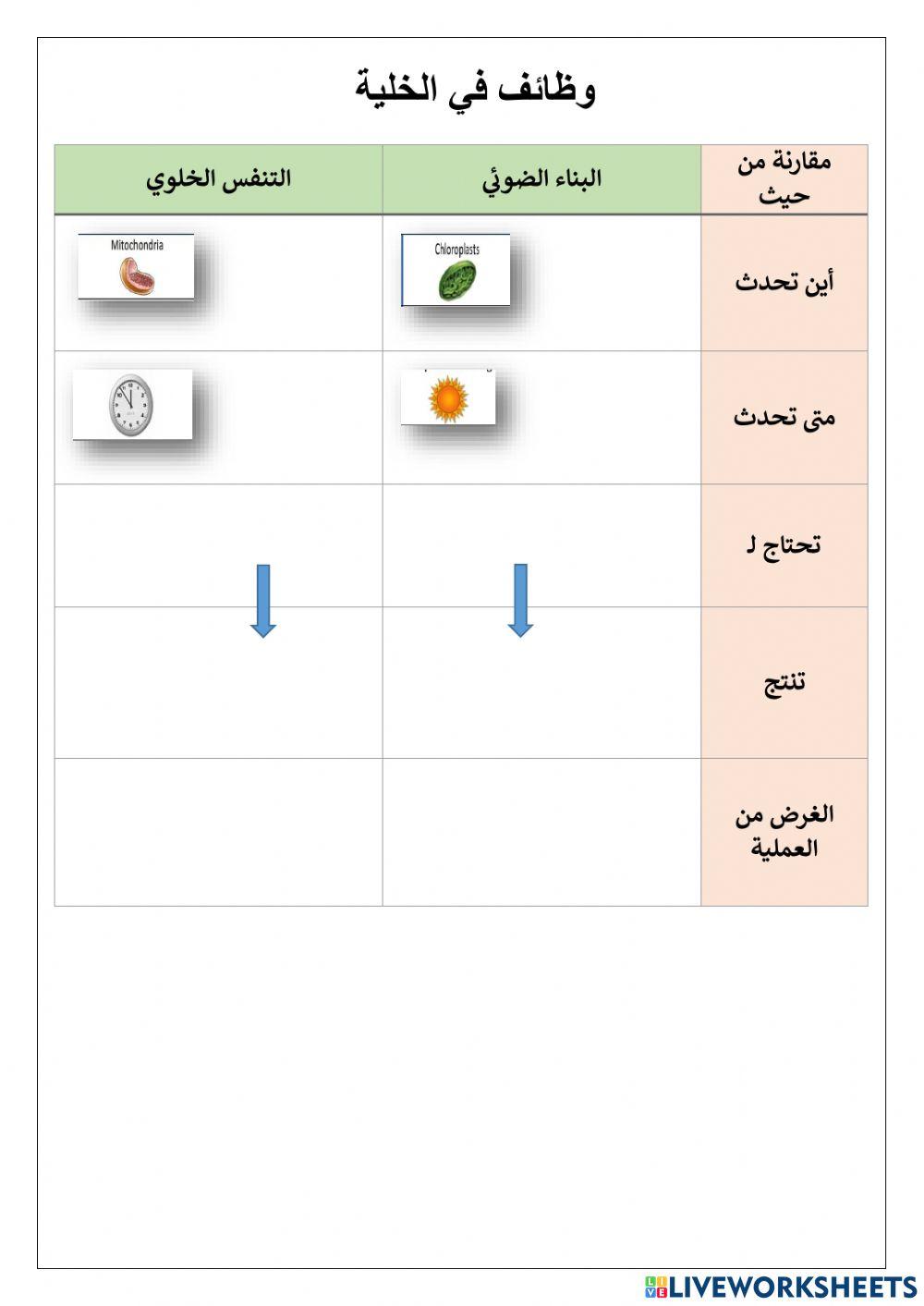 الخلايا النباتية والحيوانية الخلايا النباتية والحيوانية