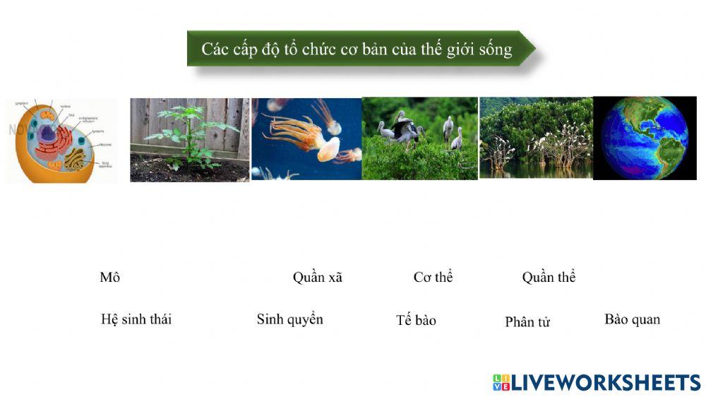 Các cấp tổ chức sống