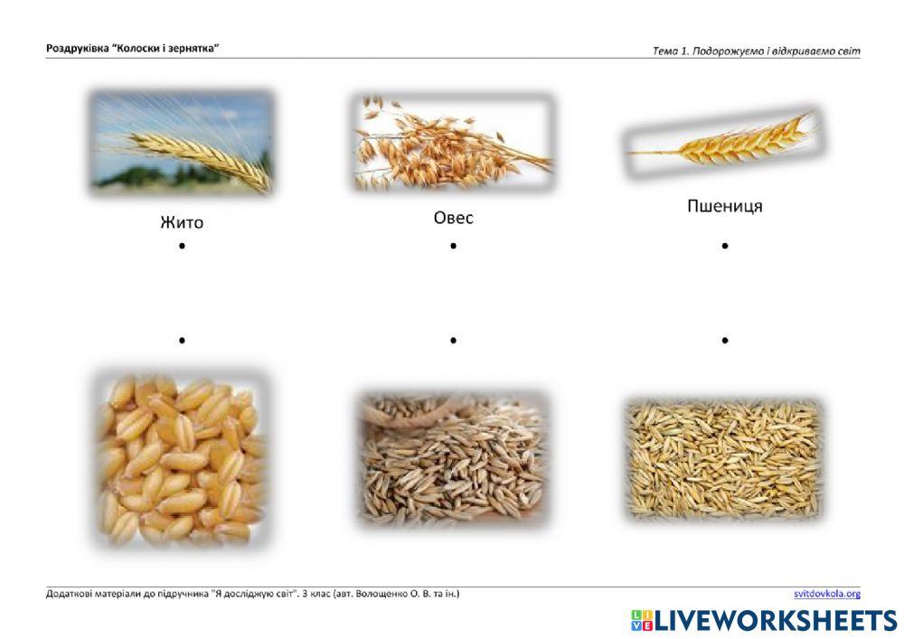Вінниччина. Зернові.