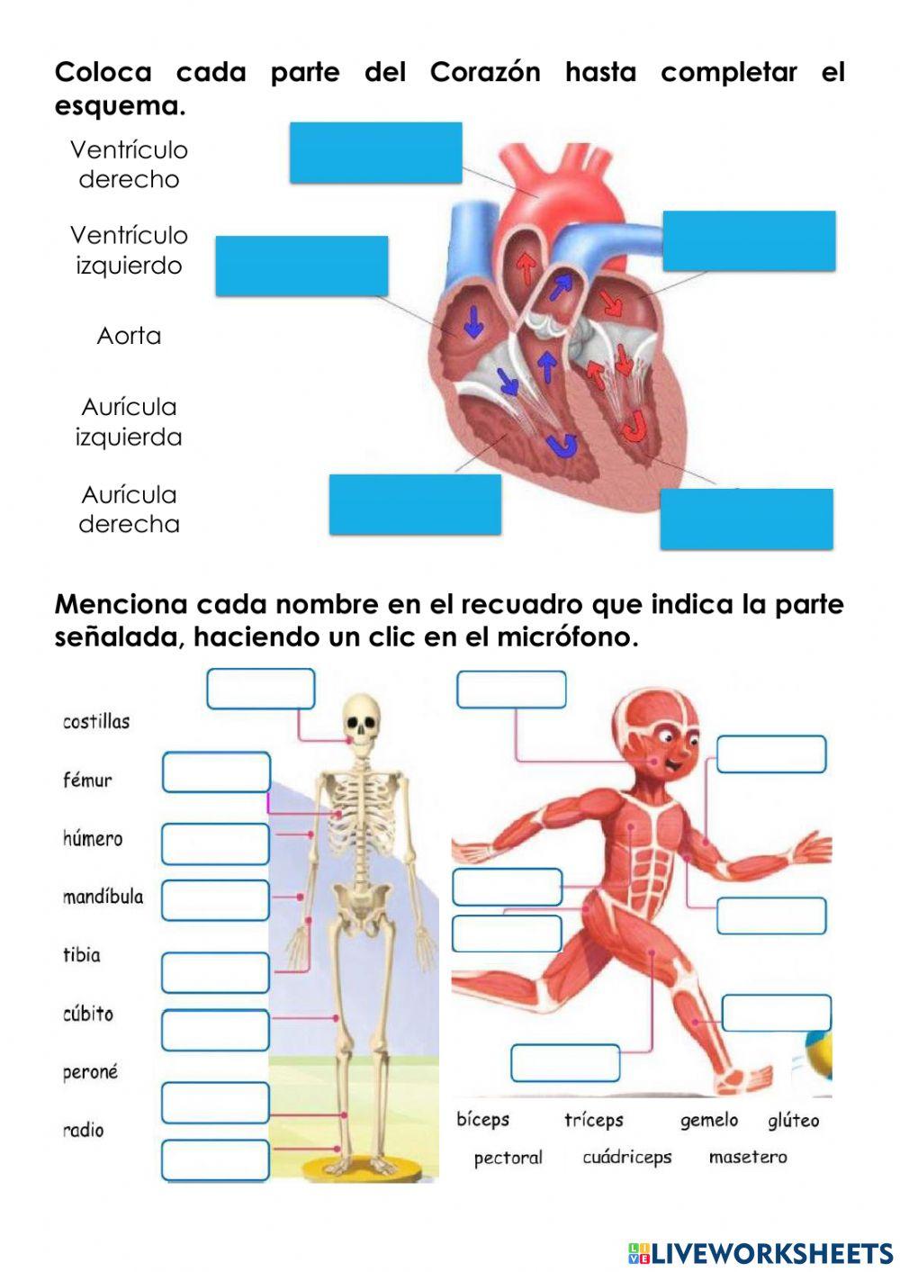 GUIA ESTUDIO EXAMEN CIENCIAS NATURALES septiembre