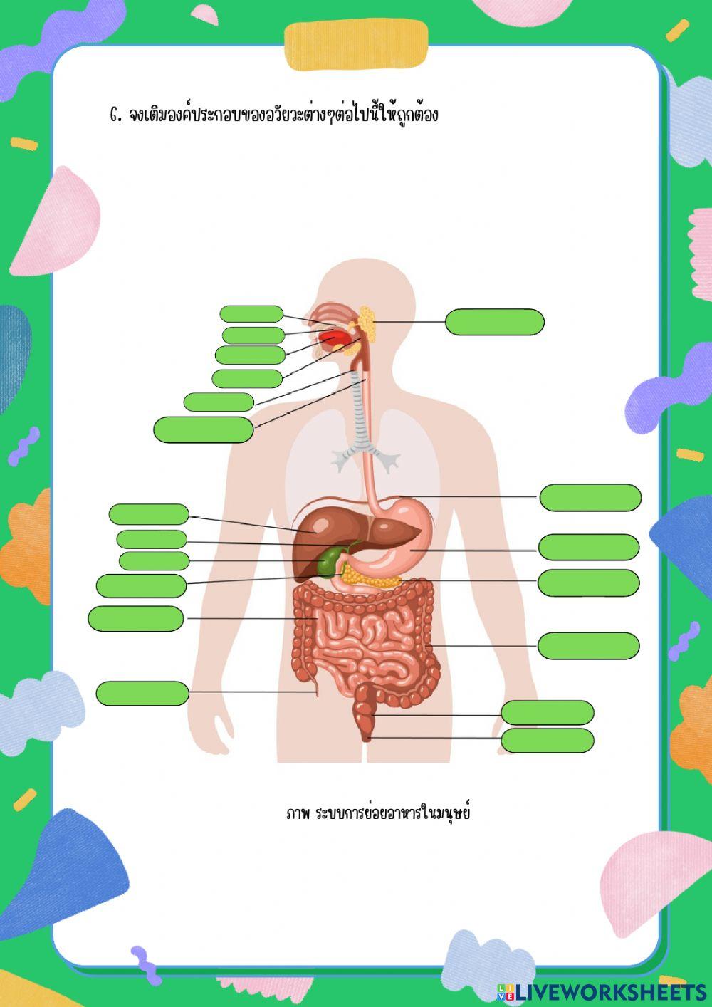 ระบบย่อยอาหาร