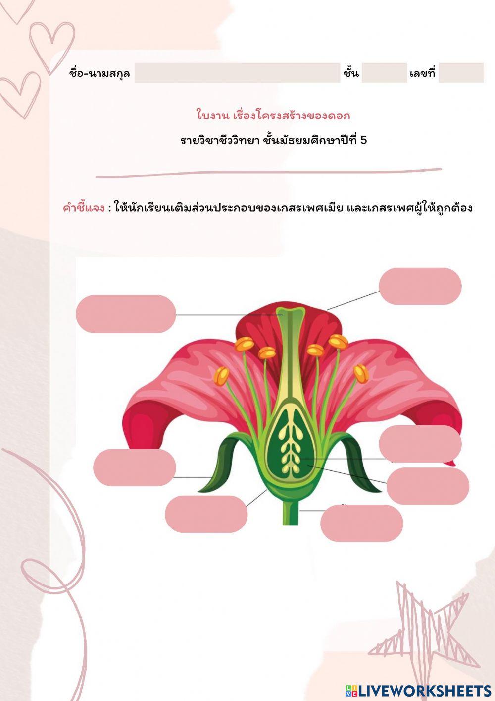 โครงสร้างดอก