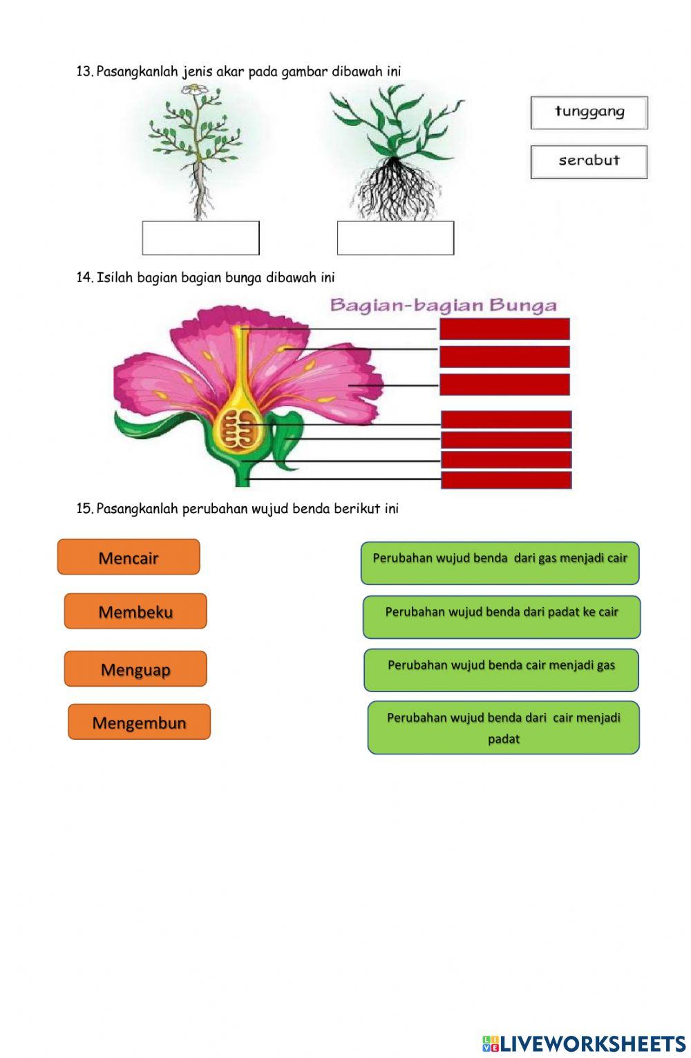 Sumatif Tengah Semester 1 IPAS