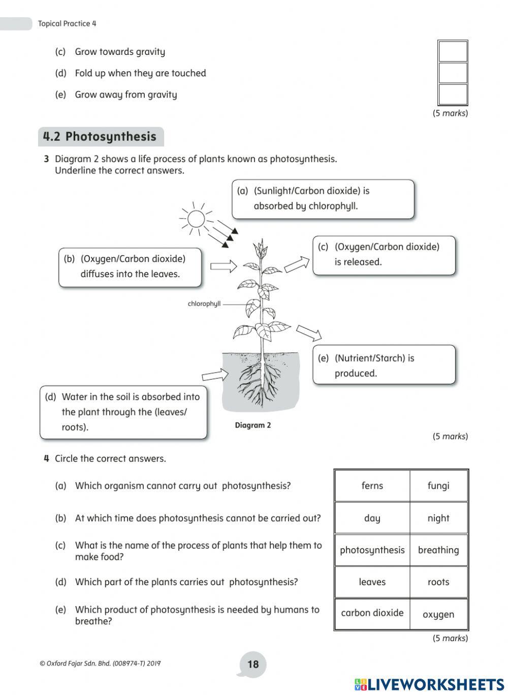 Y4 Revision topic - plants