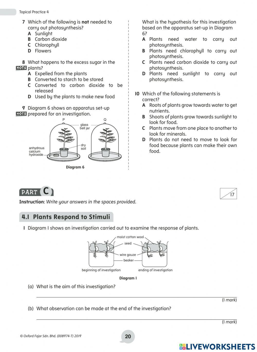 Y4 Revision topic - plants