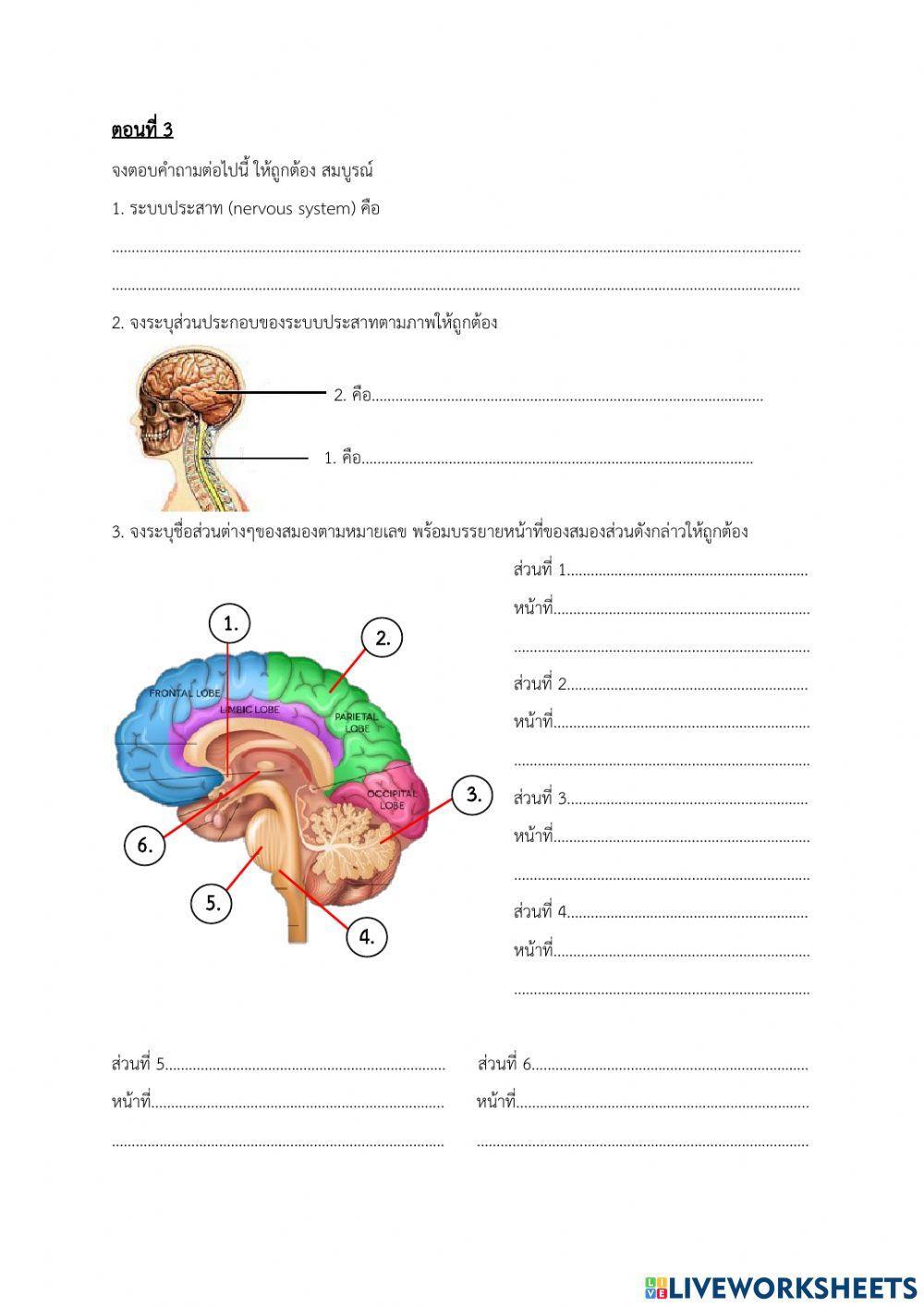 ใบงานระบบประสาท