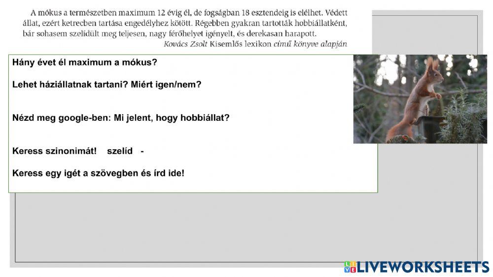 A mókus - szövegértés