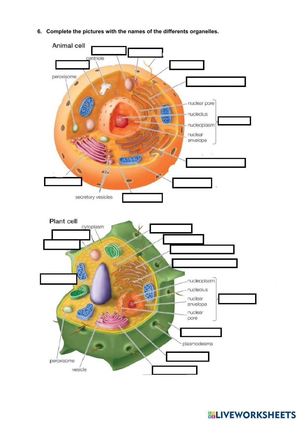 The cell theory. Characteristics of cells. Classification